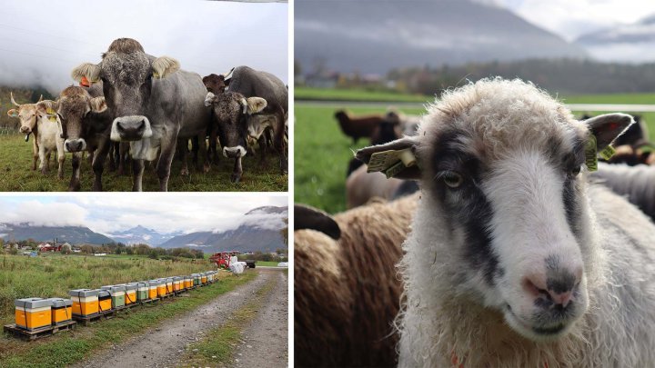 MANGFOLDIG DRIFT: På Sjurstua finnes det storfe, sauer og bier. All produksjonen blir foredlet på gården og solgt direkte til kunde . Foto: Rose Bergslid og Vegard Botterli