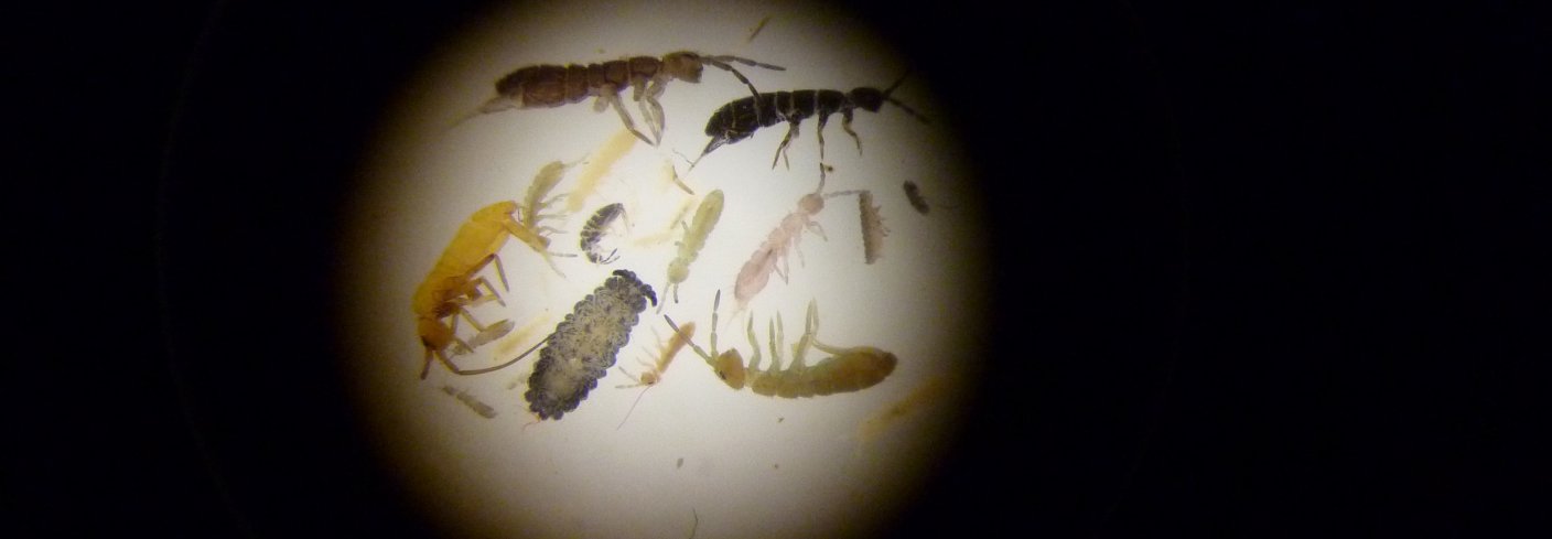 Et utvalg av spretthalearter som er vanlige i eng og kompost. Bildet er tatt gjennom lupe med ca 20 gangers forstørrelse. Foto: Reidun Pommeresche