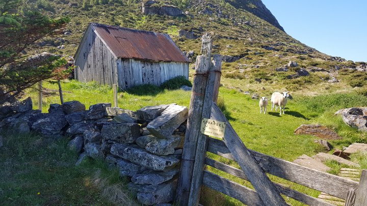 Beitebasert husdyrdrift gir både matproduksjon og kulturlandskap. Foto: Rose Bergslid