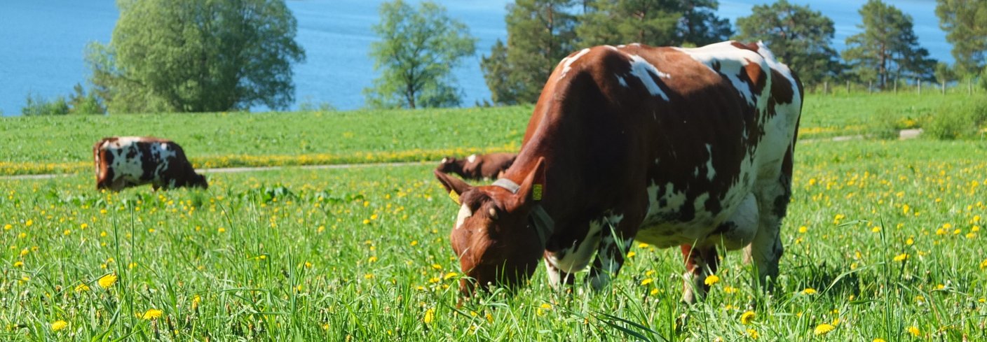 I en studie av norske melkebruk har forskere sammenlignet økologisk og konvensjonell produksjon når det gjelder klimagassutslipp, nitrogenintensitet, lønnsomhet og arealbruk. Foto: Mathias Koesling