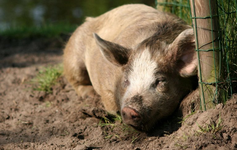 BEDRE BÆREKRAFT MED ØKOLOGISK GRIS: En komparativ studie utført av svenske forskere viser at økologisk grisehold kommer bedre ut på de fleste områder når det gjelder bærekraft. Foto: Piqsels 