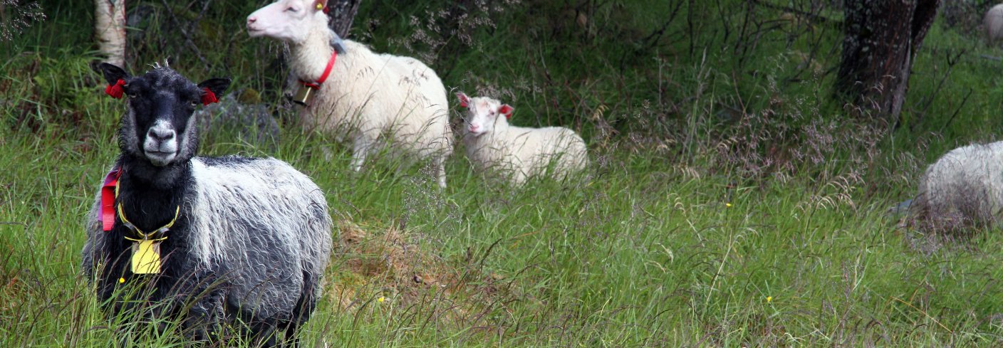 Ved å ta i bruk nedlagte beiteområder kunne arealer hjemme på garden gi grunnlag for bedre grovfôrkvalitet ved tidligere slått. Foto: Anita Land