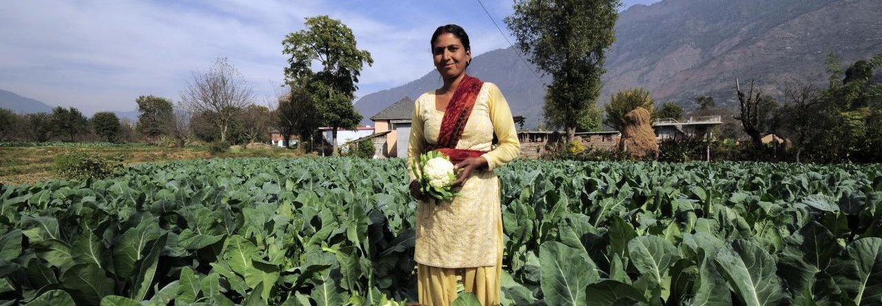 MANGFOLDIG ØKOLOGISK LANDBRUK: En økologisk jordbruker fra Himachal Pradesh i India høster blomkål. Foto: CIAT, CC BY-SA 2.0 via Wikimedia Commons