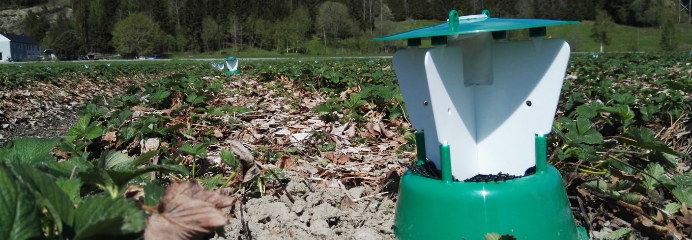 Insektfelle med duftstoffer – én av flere metoder innen biokontroll. Foto: Atle Wibe