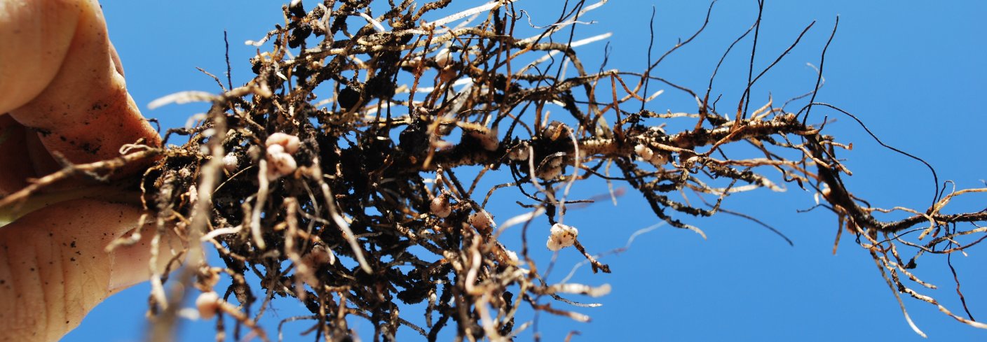 Dannelse av rotjordpels er en viktig prosess som bidrar til robuste kulturplanter og god jordhelse. Foto: Reidun Pommeresche