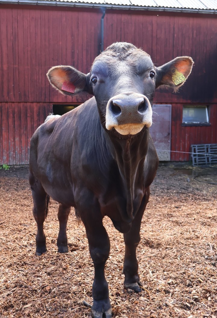Oksene trives godt ute i luftegården. Foto: Rosann Johanssen