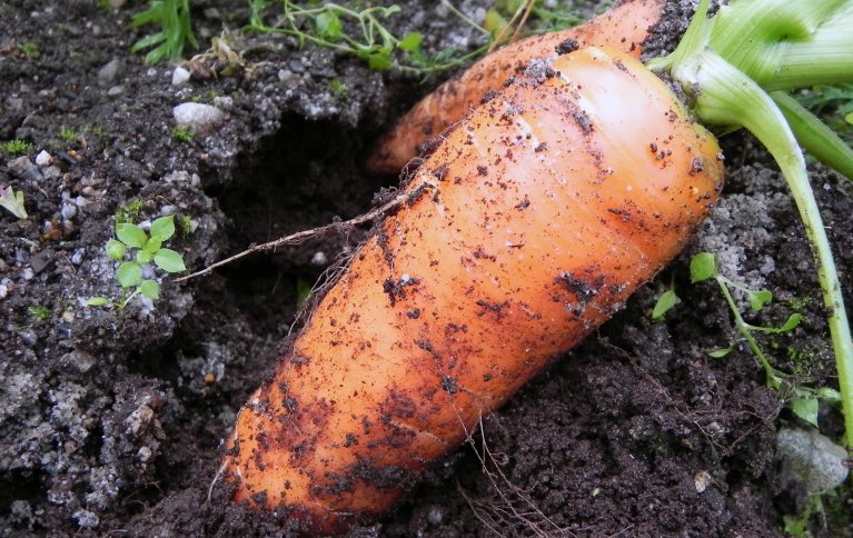 Håndhøsting gir mer fleksibilitet i dårlig vær, krever lavere investeringer og gir lavere lagerkostnader regnet per kilo. God tilgang på arbeidskraft er dog en forutsetning. Foto: NORSØK