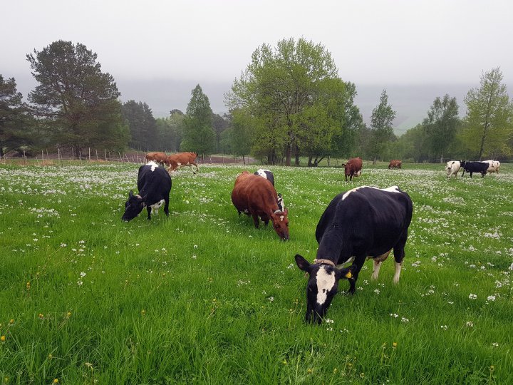 Beiting er effektivt. Her er det stort fôropptak, det går ikke noe diesel til høstingen og kyrne trives og holder seg friske. Foto: Maud Grøtta