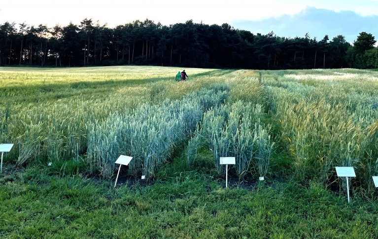Agrologica jobber med foredling av et stort mangfold kornsorter. Foto: Anniken Stensrud
