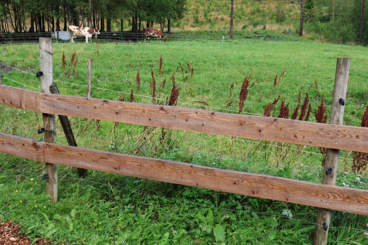 Gjerde rundt oksenes luftegård består av to planker med strømtråder over, under og mellom. Foto: Rosann Johanssen