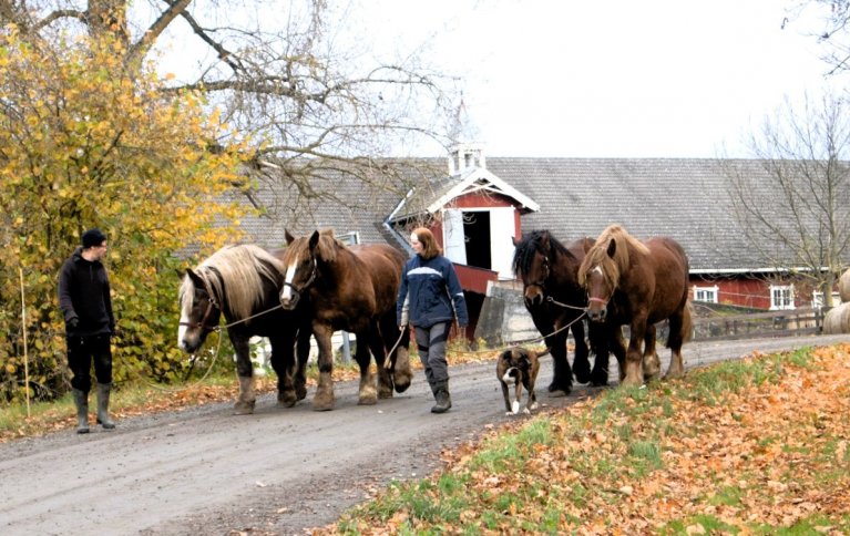 Hestene på Fokhol gjør nytte både til radrensing og bryllupskjøring. Foto: A.-K. Løes