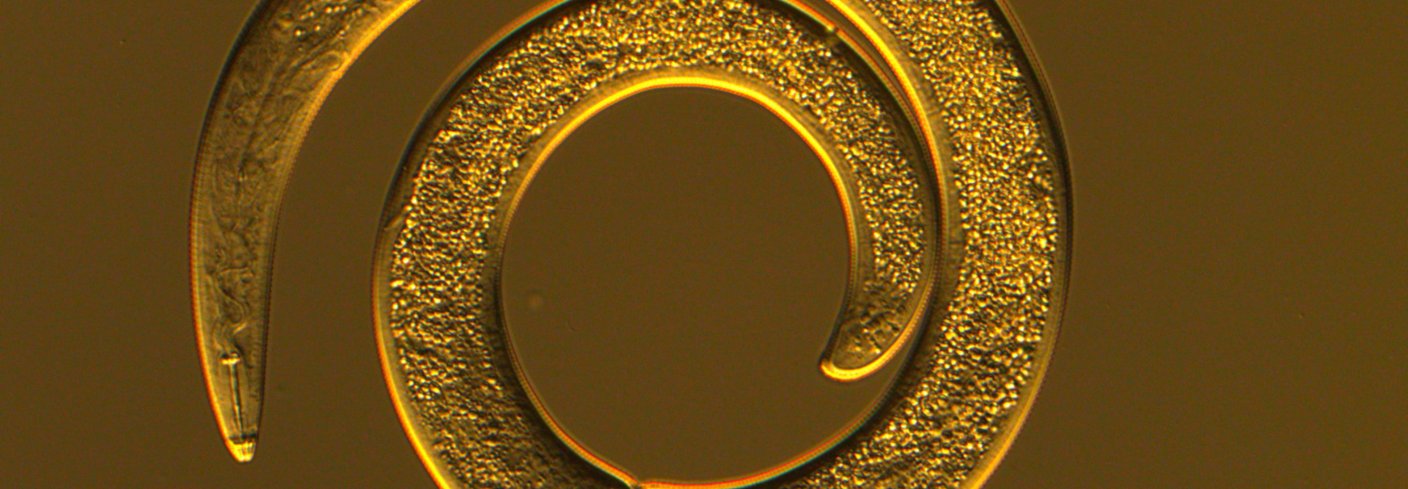 Spiralnematode. Foto: C. Magnusson