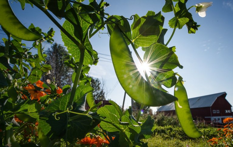 KLIMA OG PLANTEPRODUKSJON: Belgvekster soler seg i Holt skolehage. Foto: Debio