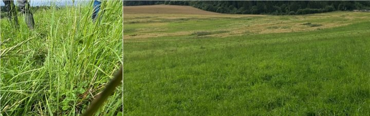Eng klar til overflatekompostering før såing av spelt. Lars Olav venter bare på godvær. Foto: Sissel Hansen