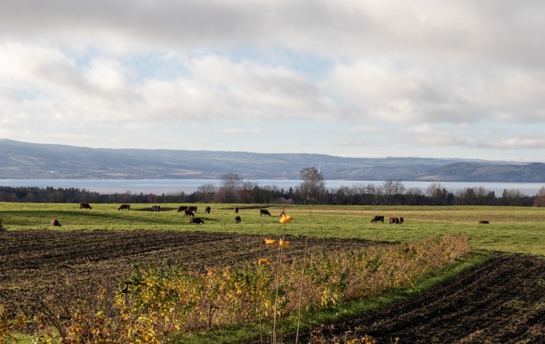 Vekstskifte mellom noen grønnsaker og artsrik, kortvarig eng er bra for jordhelsa og er sykdomsforebyggende, men passer ikke for alle. Foto: Anne-Kristin Løes, NORSØK