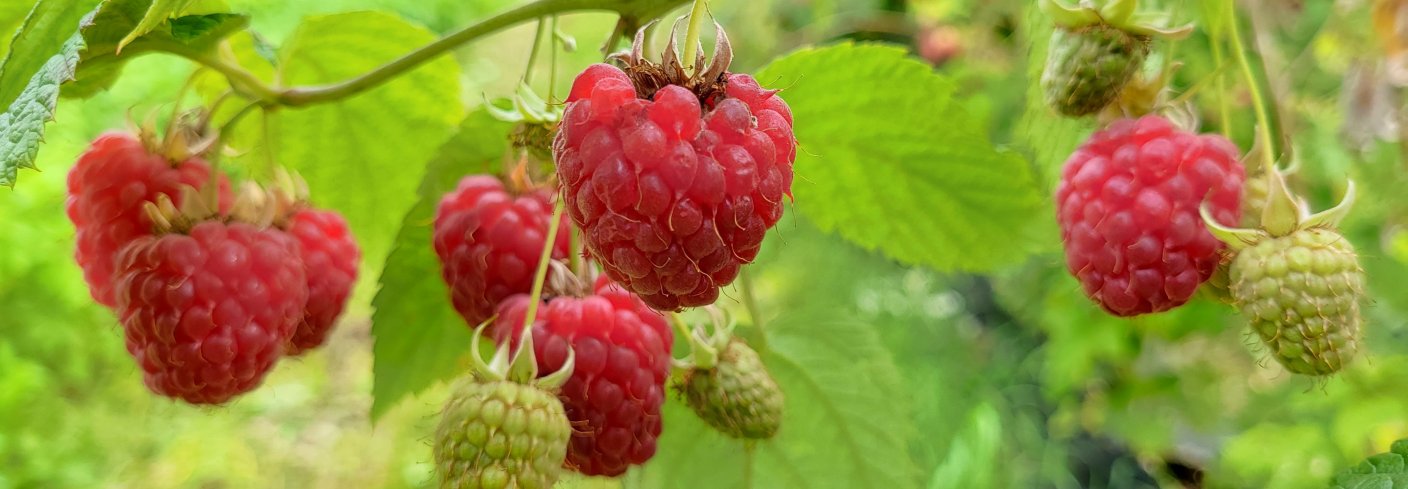 VIKTIG ØKOSYSTEMTJENESTE: Uten god pollinering blir det gjerne labre avlinger. NORSØK har kartlagt pollinatorer og tiltak for å skape bedre levekår for disse. Foto: Atle Wibe