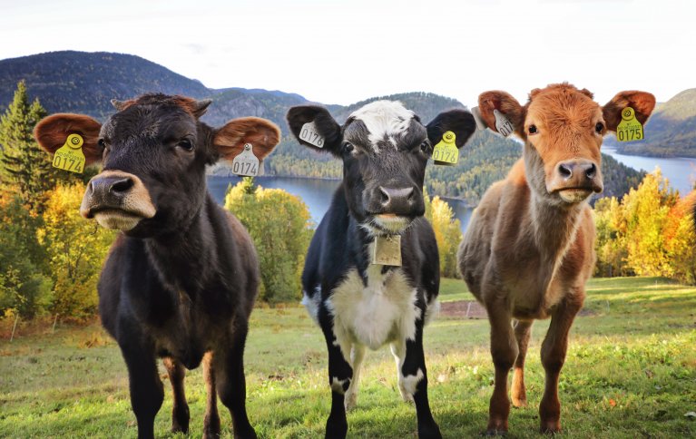 HELHETLIG DYREVELFERD: Forskere etterlyser klarere målsetninger for økt dyrehelse og -velferd og sier det trengs mer kunnskap om hvordan man oppnår dette i produksjonsleddet. . Foto: Debio