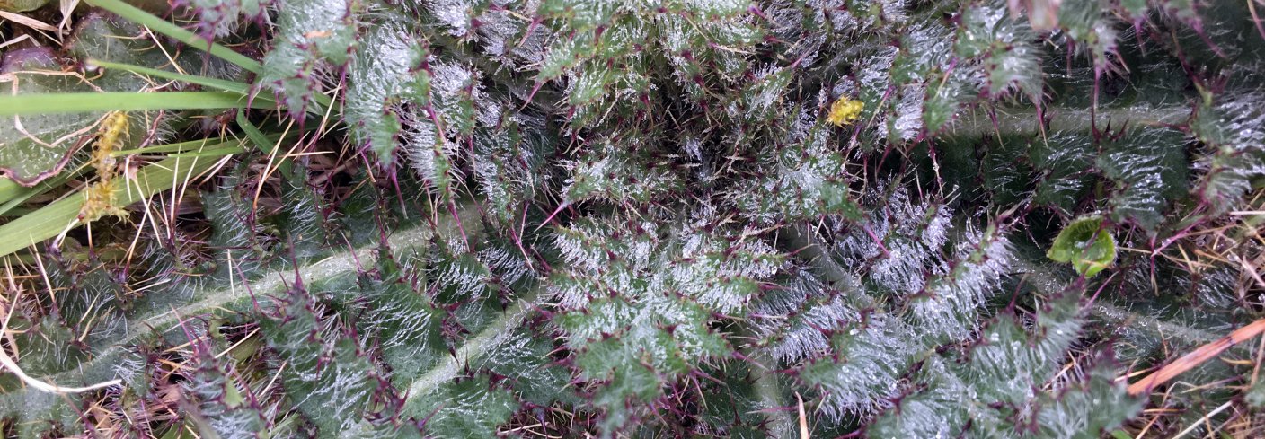 Ugras som tislel danner rosett på høsten, overvintrer og setter stengler og frø neste år. Det er mye å hente på å fjerne planter om høsten. Foto: Anita Land