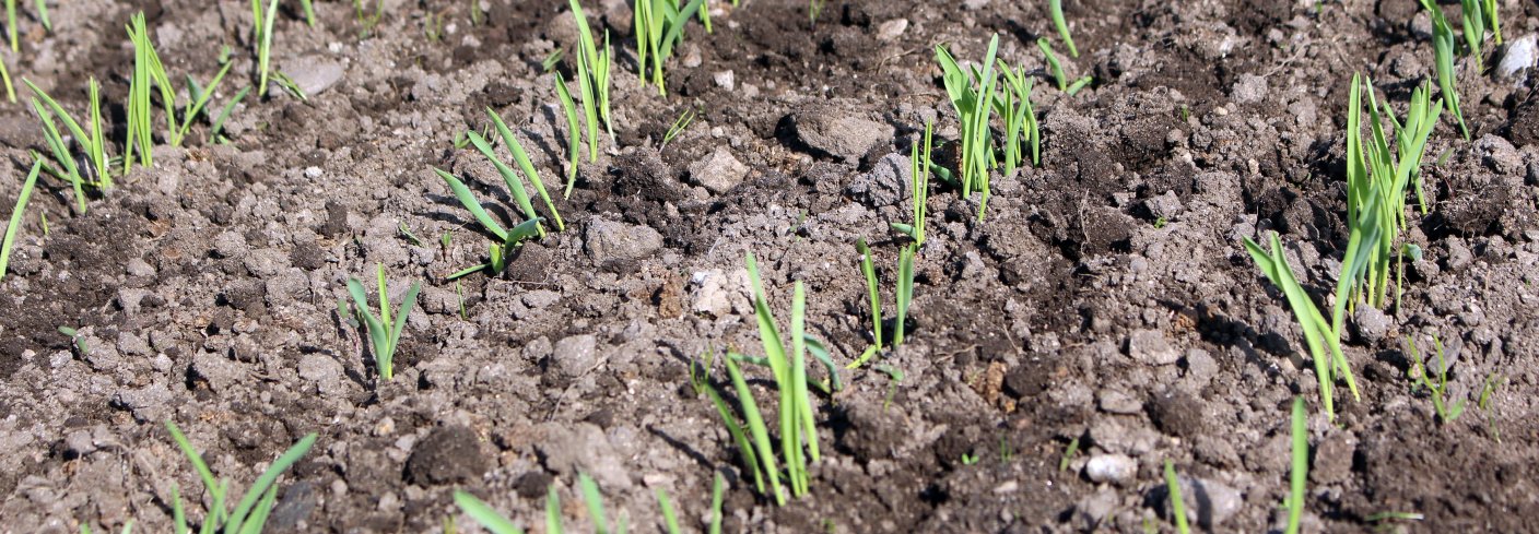 Bildet viser byggplanter som har vært ugrasharvet. Foto: Randi Frøseth Berland