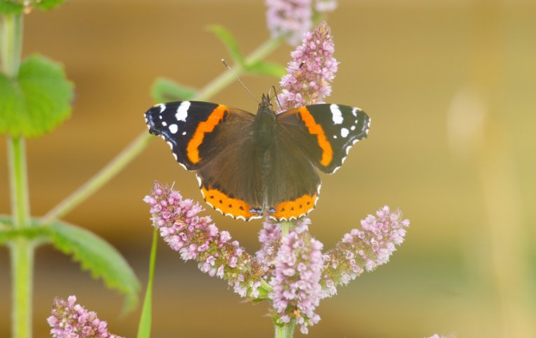 POLLINERENDE INSEKTER: Mynte er ikke bare dekorativ og velduftende. Den er også en ettertraktet matkilde for pollinerende insekter. Foto: Susanne Friis Pedersen