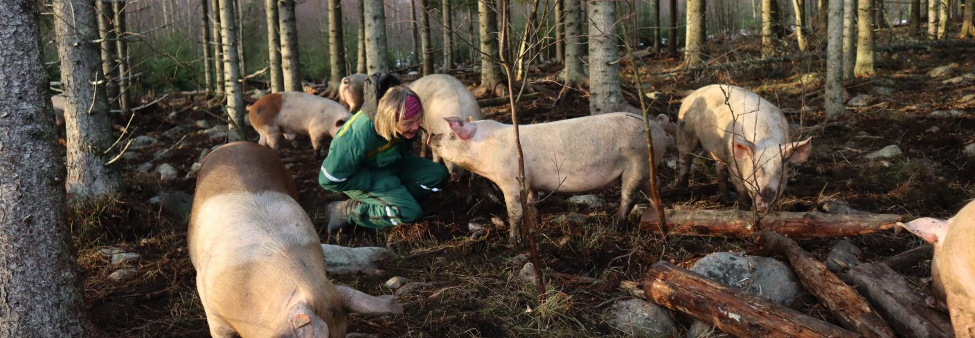 Bonde Guro Sveberg og noen av slaktegrisene nyter novembersola på Spikkerud gård på Ingeberg i nærheten av Hamar.   . Foto: Rose Bergslid