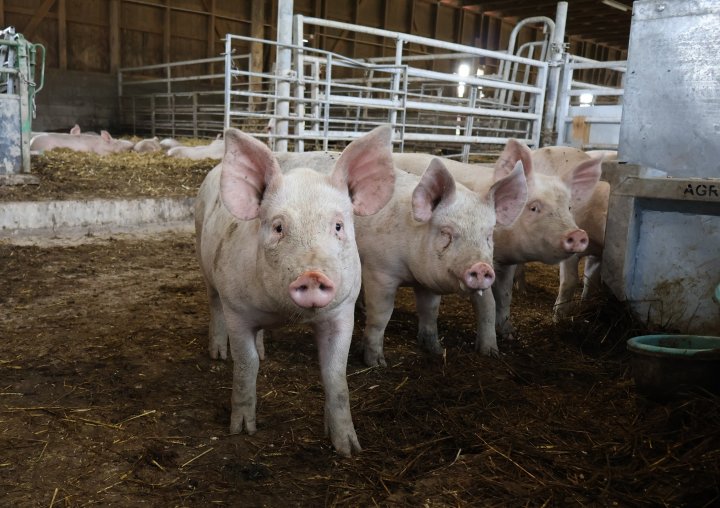 Økologiske slaktegriser på Mellom Fange Gård. Foto: Rosann Johanssen