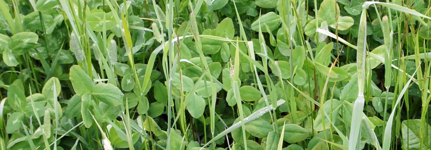 Kløver og andre belgvekster har samliv med Rhizobium-bakterier. Disse bakteriene lever i knoller på belgvekstrøttene og har evne til å samle nitrogen fra lufta. Foto: Sissel Hansen