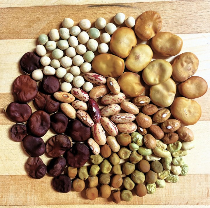 Det finnes et stort mangfold av bønner og erter på markedet som er godt tilpasset norske dyrkingsforhold og som kan dyrkes i egen kjøkkenhage. Foto: Anniken Stensrud