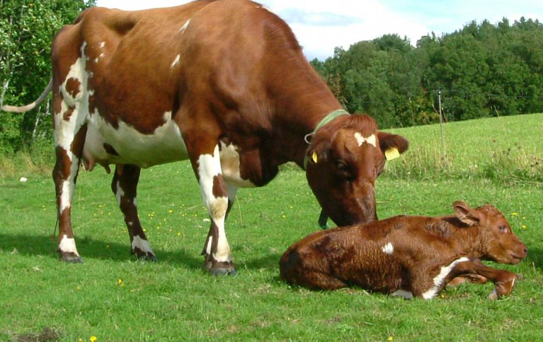 Det er ein del utfordringar ved å praktisere diing, men mange av utfordringane kan ein møte ved praktisk tilrettelegging. Foto: Reidun Pommeresche, NORSØK