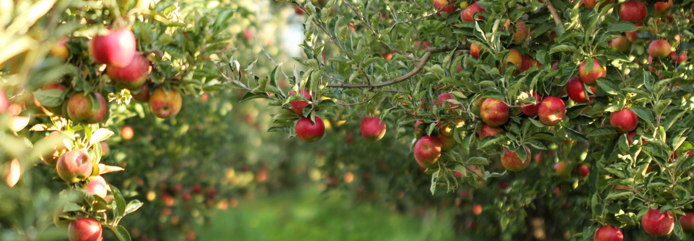 BIOFRUITNET er et europeisk prosjekt som har bygd bro mellom forskning og produksjon for å håndtere skadegjørere i økologisk fruktproduksjon. Foto: Adobe stock