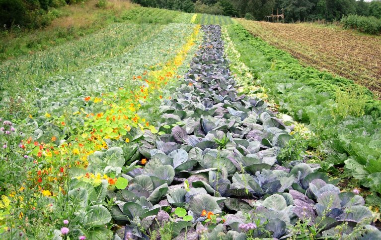 Biodynamiske grønnsaker strutter om kapp på Gartneri Solborg i Jevnaker. Foto: Eric Brinkhof