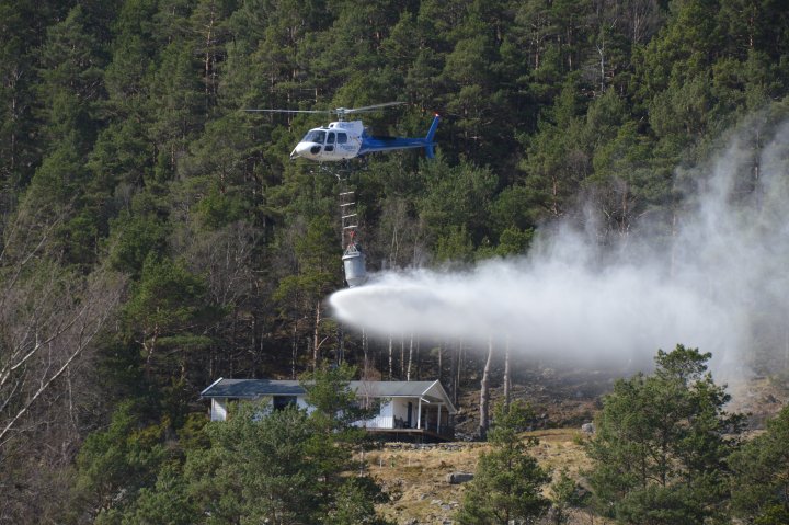 Helikopteret sprer ut ca 700 kg i hver vending, med stor presisjon. Foto: Ingrid  Gauslaa