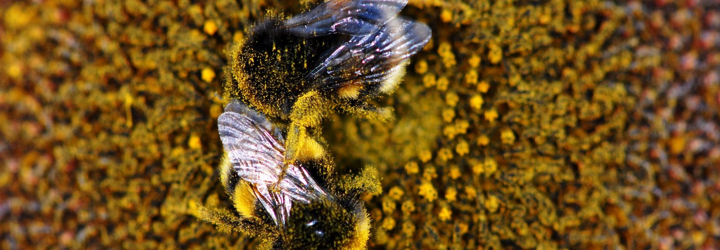 Det er estimert at i tempererte soner som vi har i Norge, blir rundt 78 % av blomstrende planter bestøvet av dyr. Og i de fleste tilfeller blir jobben gjort av insekter, forteller forsker i NIBIO Eveliina Kallioniemi. Foto: Ragnar Våga Pedersen, NIBIO