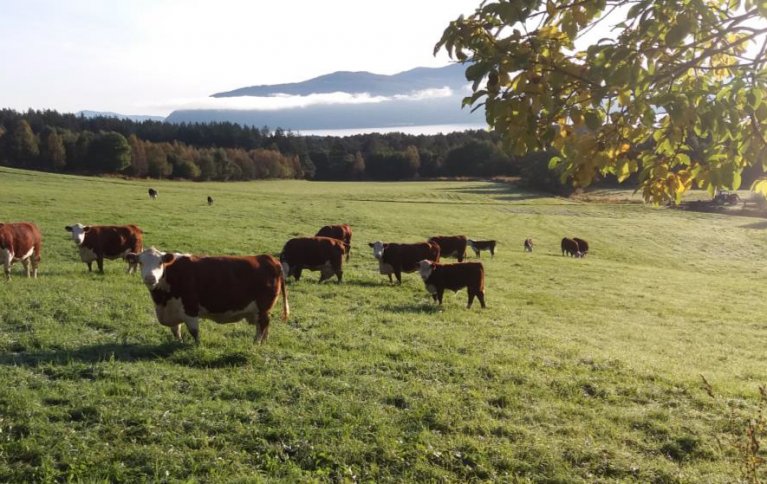 En flokk med Hereford som pusser ned tilveksten på innmarka før vinteren. Rasen kommer fra England, og de første dyra kom til Norge rundt 1950. Dyra er spesielt kjent for sitt rolige og vennlige lynne. . Foto: Rose Bergslid