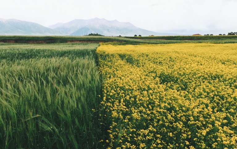 VEKSTSKIFTE, BLOMSTERSTRIPER OG KANTSONER : Dette er viktige verktøy for å skape mer variasjon og biologisk mangfold som gjør økosystemene mer robuste. Foto: Pxfuel