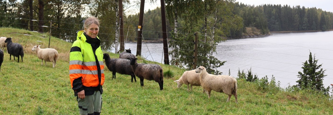 På Mellom Fange Gård trives de godt med alle dyra, men de ville trolig ikke hatt sau hvis de ikke drev med direktesalg av kjøttet. Foto: Rosann Johanssen