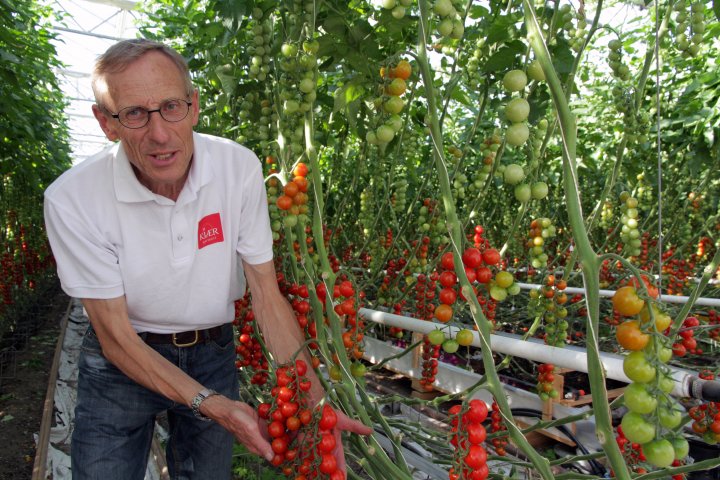 Martin Danielsen har vokst opp med grønnsaksdyrking. Nå forsyner han nordmenn med smakfulle økologiske tomater og agurker. Foto: Anita Land