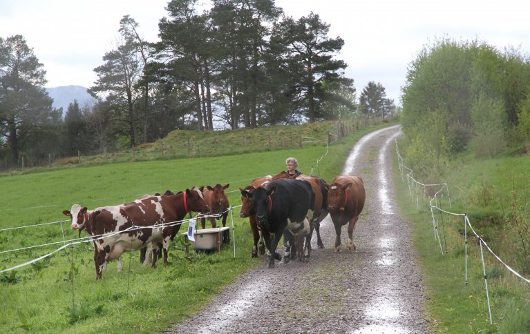 Hva er best for miljøet økologisk eller konvensjonelt landbruk. 