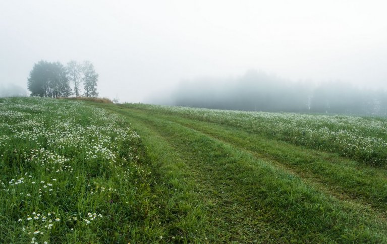 BEDRE FOR ØKOSYSTEMET: Økologisk drift kombinert med redusert jordarbeiding styrker økosystemtjenester som pollinerende insekter og næringskretsløp. I Sveits ble avlingene lavere sammenlignet med konvensjonell drift. På tross av dette fikk de økologiske bøndene bedre økonomisk fortjeneste. Foto: Debio