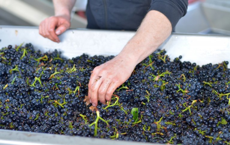 Biodynamiske produkter som druer kan ha større mengder gunstige stoffer som fenoler, askorbinsyre og gode fettsyrer i forhold til andre produkter. Foto: Stafano Lubiana 