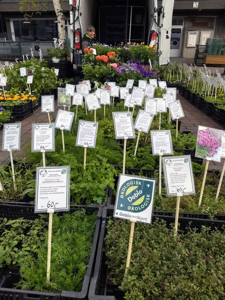 Det er lett for bevisste forbrukere å finne de økologiske plantene på Stortorget i Tromsø. Foto: Liv Solemdal