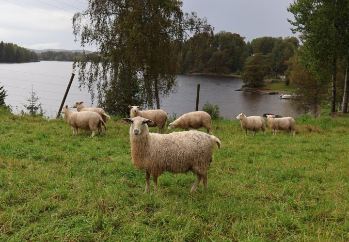 Lamma går på beite hvor de har tilgang til å gå ut og inn fra fjøset som de vil på høsten etter de er skilt fra sauene. Foto: Rosann Johanssen
