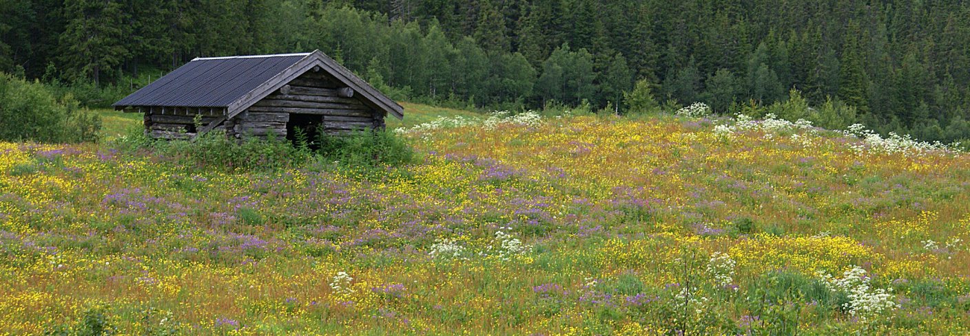  STOR STUDIE OM BIOMANGFOLD: Økt biologisk variasjon i landbruket kan bidra til bedre matsikkerhet både lokalt og globalt. Foto: Randi Hausken (CC BY-SA 2.0) 