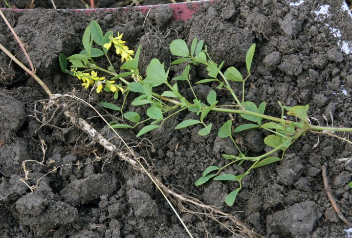 Steinkløver er en 2-årig plante som kan være aktuell som jordløsner, grønngjødsling og N-fikserer. Foto: Kari Bysveen