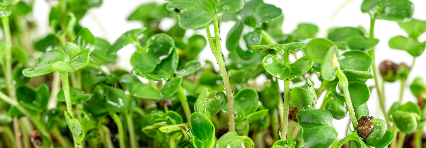 Mikrogrønt er småplanter proppfulle av vitaminer og mineraler. Foto: CC BY 2.0