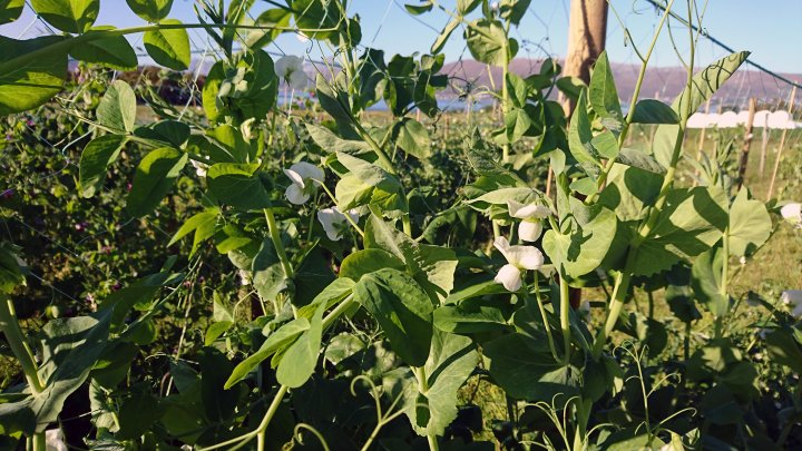 Jærert er en gammel ertesort fra Jæren som ble gjenoppdaget og har fått ny interesse som matspesialitet. Jærerter produseres nå lokalt på Jæren. Foto: Ingunn Vågen