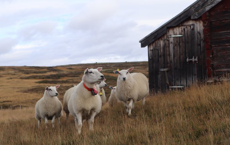 Hva vet vi om hvordan utmarksbeite påvirker karbonlagring? Denne artikkelen ser nærmere på forskningen som finnes. Foto: Rose Bergslid