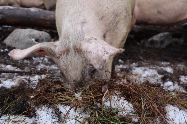 Griser er nysgjerrige og sosiale dyr. De elsker å rote i jorda etter mat. Foto: Rose Bergslid