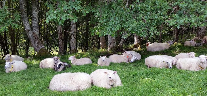 Den enkleste måten å sikre at husdyra får nok selen er å sørge for at de alltid har tilgang til slikkestein med selen. Foto: Peggy Haugnes