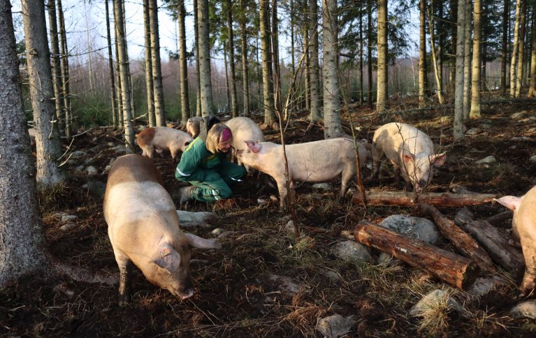 Bonde Guro Sveberg og noen av slaktegrisene nyter novembersola på Spikkerud gård på Ingeberg i nærheten av Hamar.   . Foto: Rose Bergslid